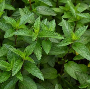 Menta